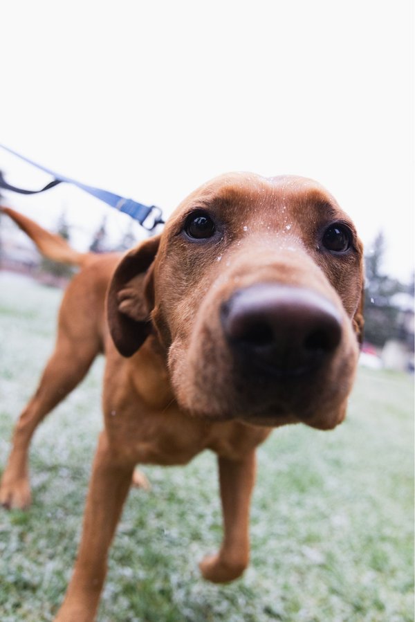Chester - Mutt Strut