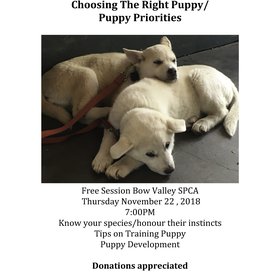 Choosing the Right Puppy 2018.jpg