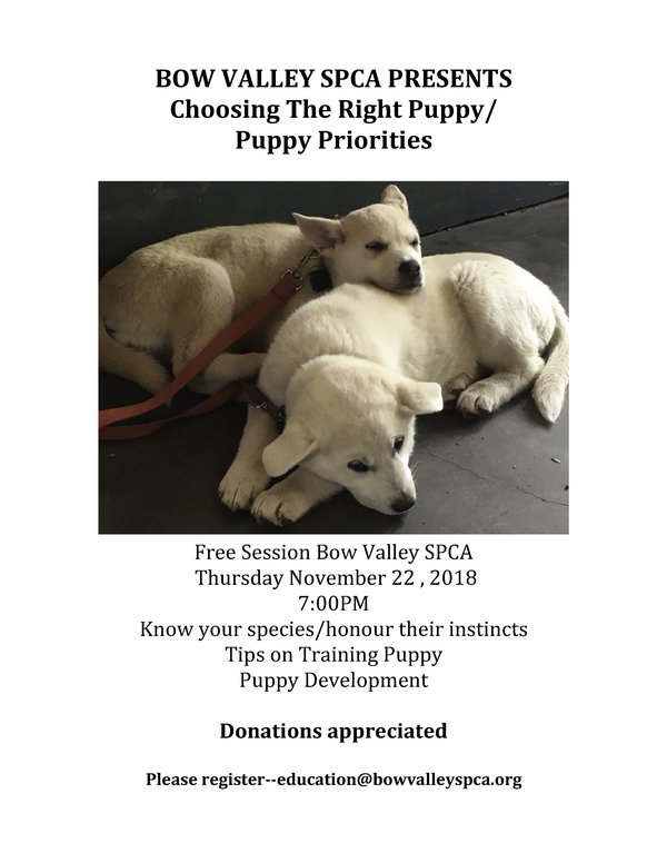 Choosing the Right Puppy 2018.jpg