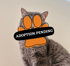 Claire adoption pneding