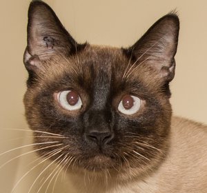 Coco PuffIMG_4922-2.jpg