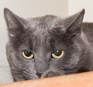 DEEDEE IMG_4641.jpg