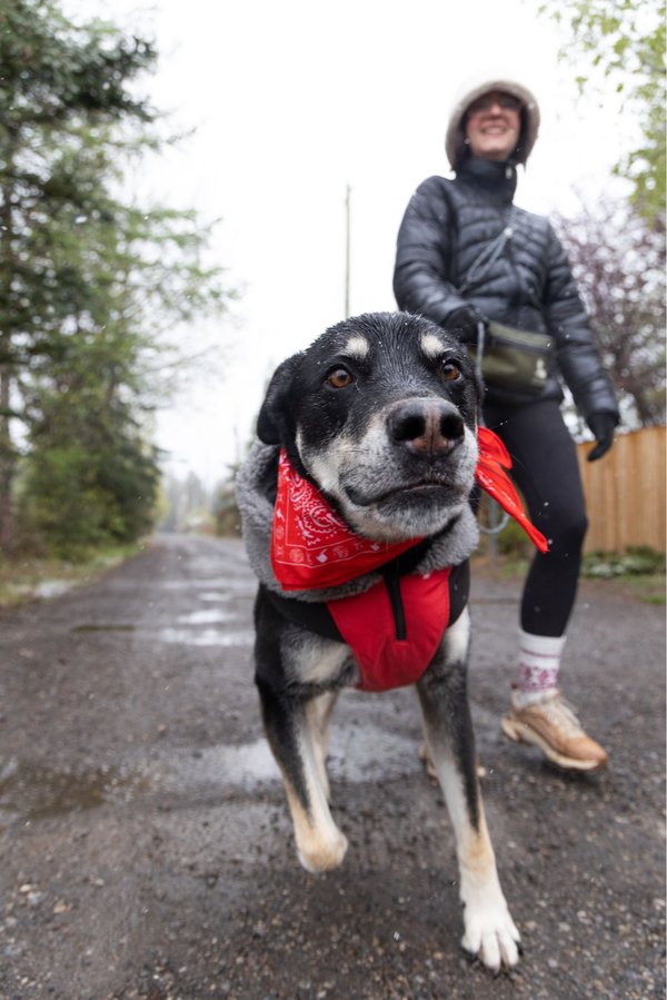 Daisy Gunner 2 - Mutt Strut
