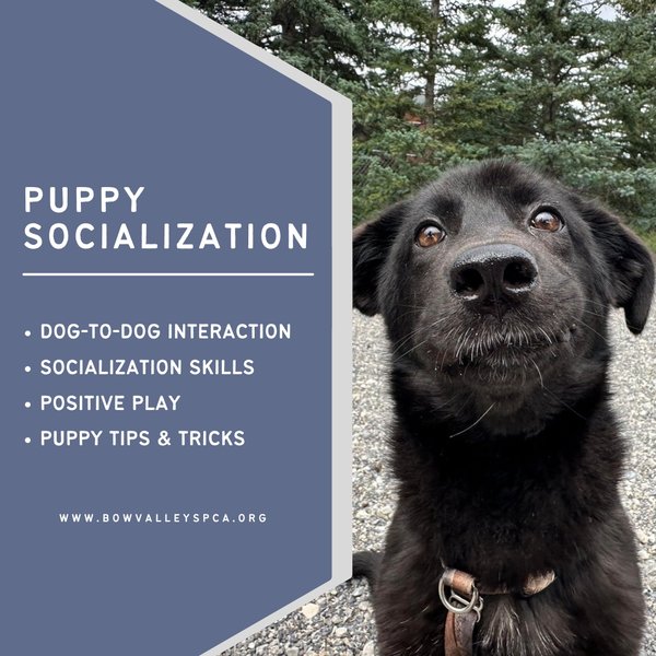 Dog Classes - Social Media