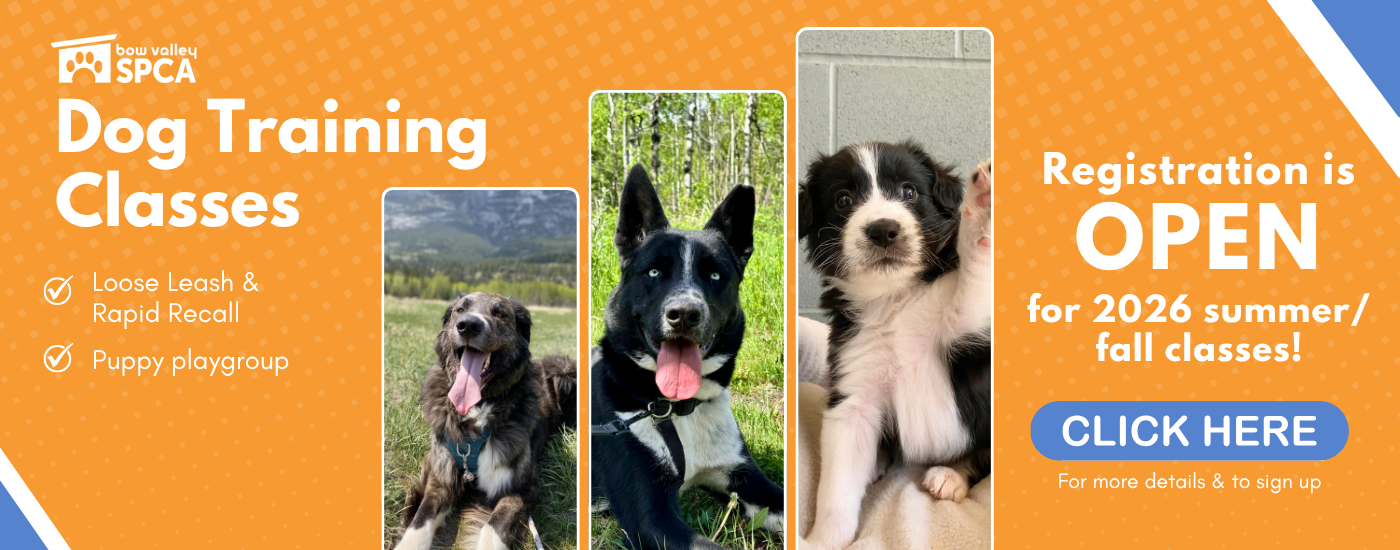 Dog Classes - Website Banners- aug 2026