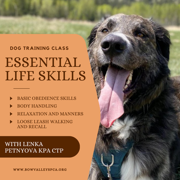 Essential Life Skills