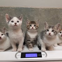 HG Litter-9