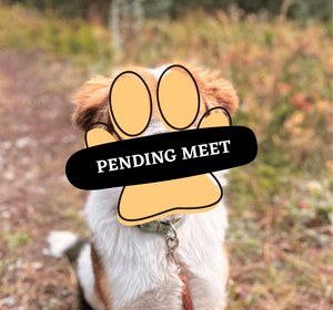 Howdy pending meet