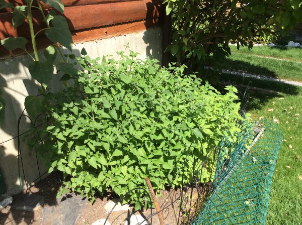 Cat Nip in the garden