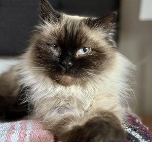 Tiffany - 2