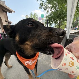 Bluey - Yogurt