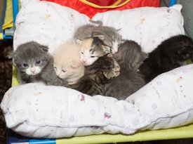 Jigsaw and kittens IMG_0245.jpg