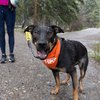 Juniper 2 - Mutt Strut