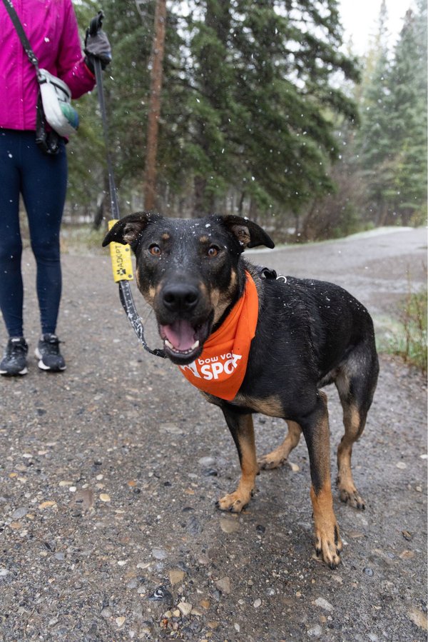 Juniper 2 - Mutt Strut