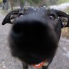 Juniper 3 - Mutt Strut