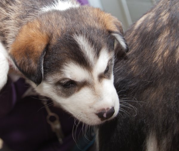 KITTENS-PUPSIMG_3749.jpg