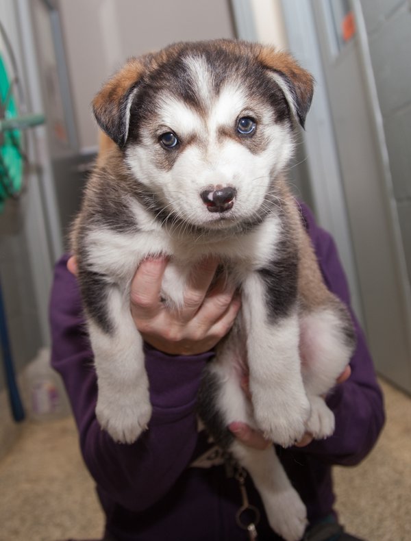 KITTENS-PUPSIMG_3754.jpg