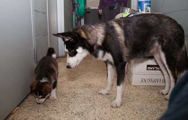 KITTENS-PUPSIMG_3783.jpg