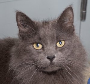 Kat