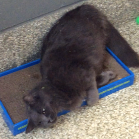 Kat and Cat Nip