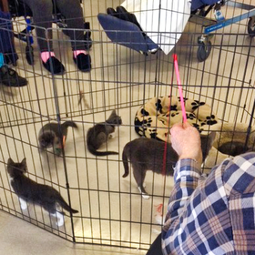 Kittens-seniorsIMG_1070.png