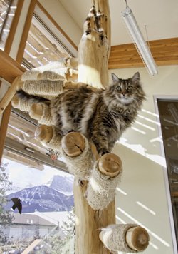 Kiwi cat Tree