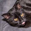 LicoriceIMG_7063.jpg