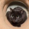 Lucky 2017IMG_4846.jpg