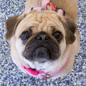 Maddie rescued IMG_1095.jpg