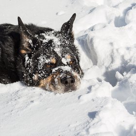 Maggie-snow playIMG_6495.jpg