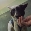 MaisieP1280024.jpg