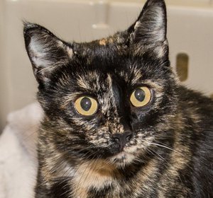 Maizy-kittens IMG_5994.jpg