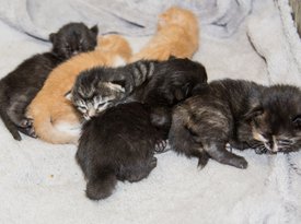 Maizy-kittens IMG_6001.jpg