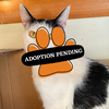 Mendel adoption pneding