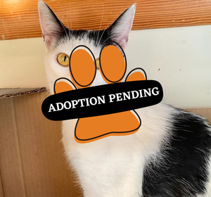 Mendel adoption pneding