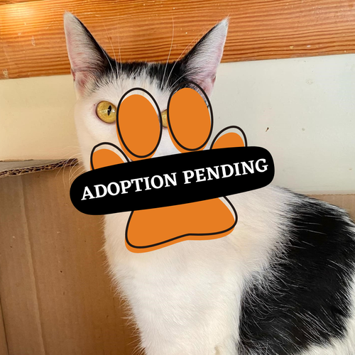 Mendel adoption pneding