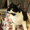 MissMews-5