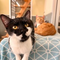 Miss Mews - 4