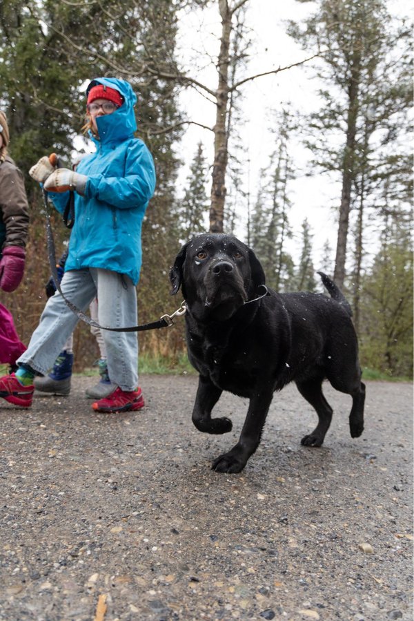 Molly and Diasy - Mutt Strut