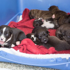 Pups 2018