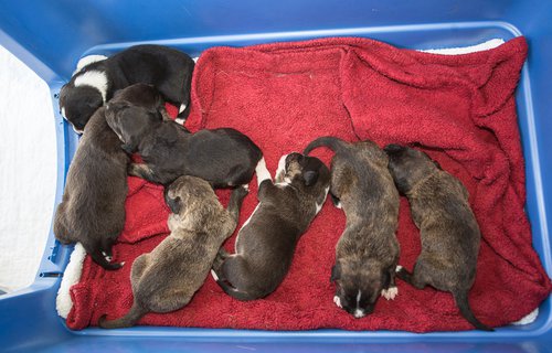 Pups--seven sisters