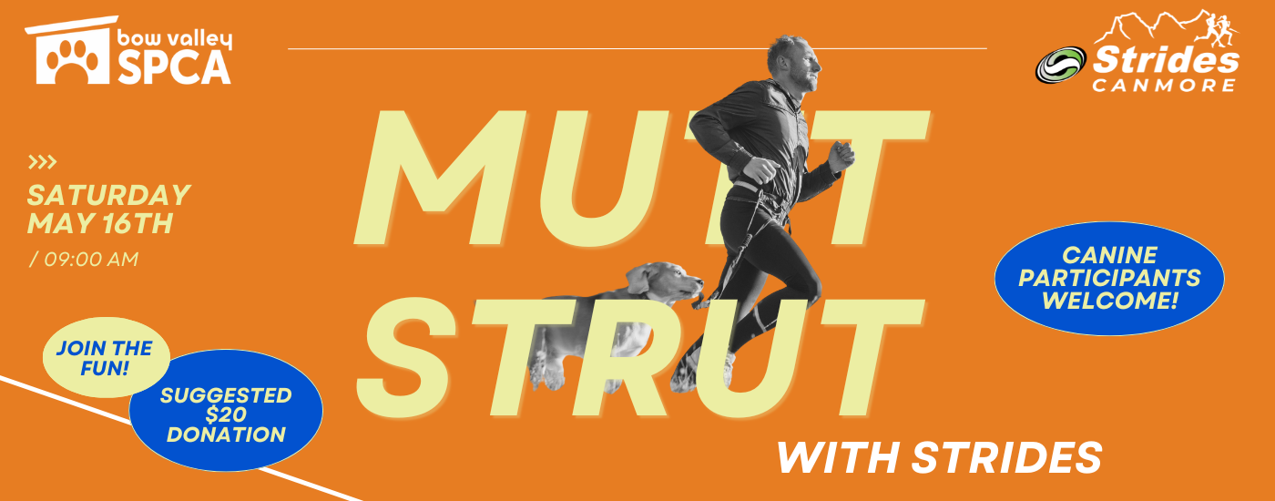 Mutt Strut - Website Banner