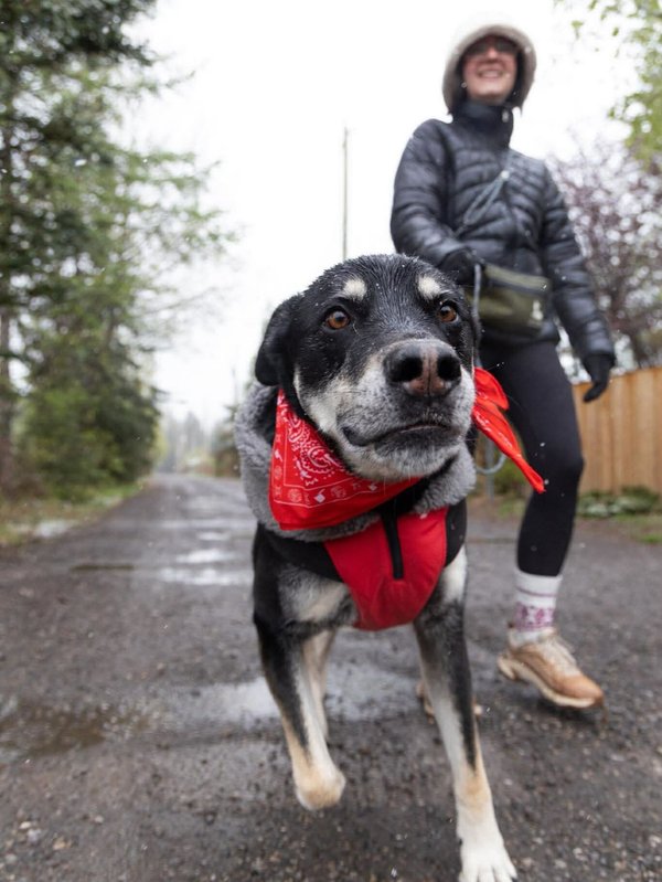 Mutt Strut Gunner