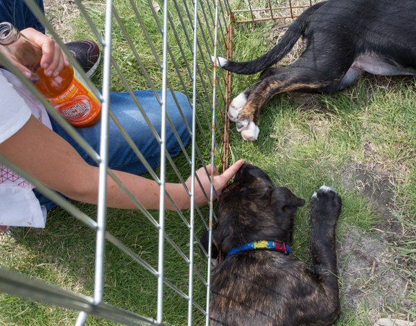 Pups-Soda