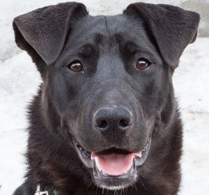 Nala IMG_3299.jpg