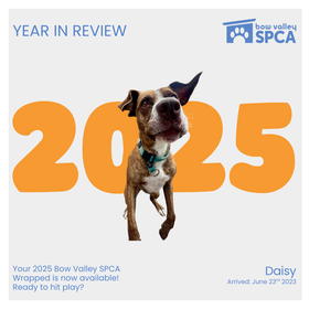 News Item cover for 2025 Wrapped Video Link (1080 x 1080 px)