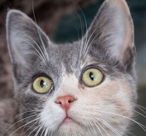 Octavia IMG_2394.jpg