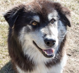 Odin-IMG_6348.jpg