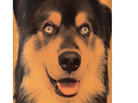 Odin's Brew 473ml Label.png
