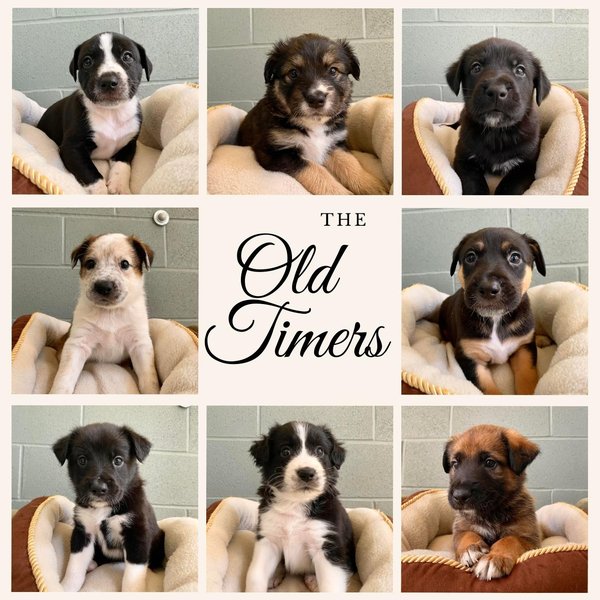 OldTimers-1